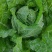 黄心大白菜秋宝品种