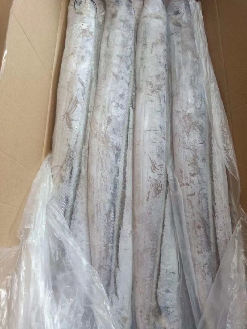 舟山帶魚大量批發