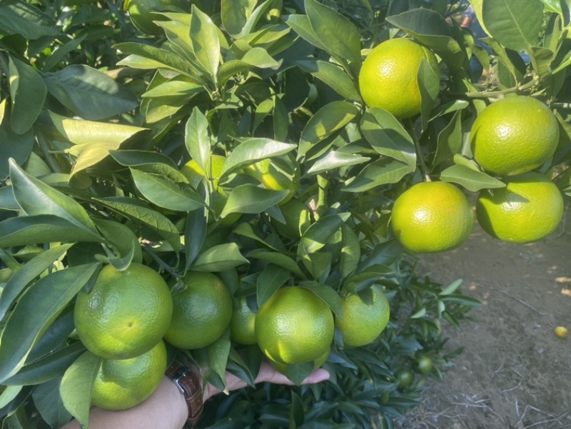 广西南宁红江橙大量上市