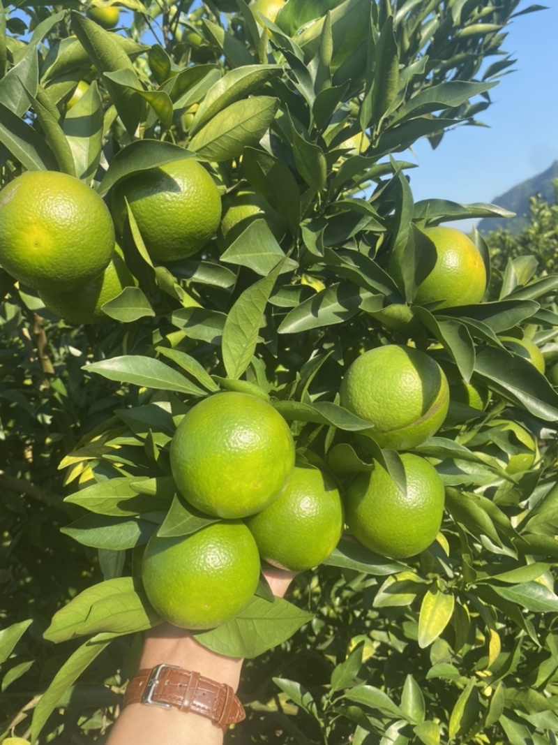 广西南宁红江橙大量上市