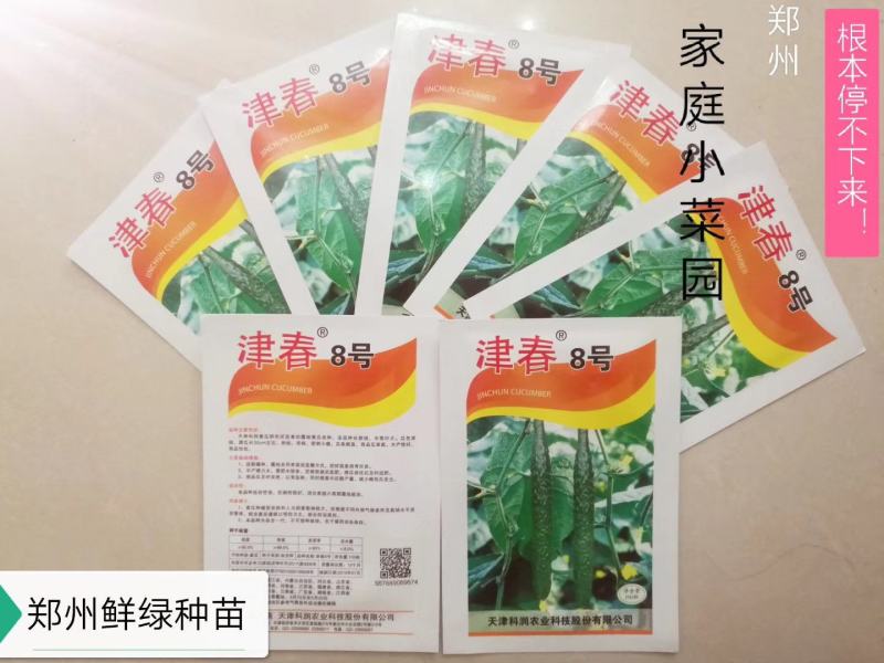 100粒露地黄瓜密刺小瘤把短亮绿顺直津春8号