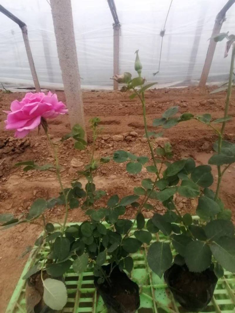 大花月季卡罗拉月季丰花月季多色月季规格全品种多
