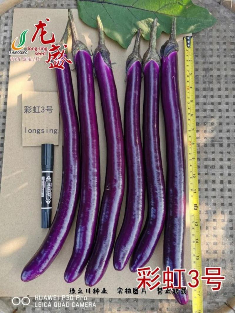 龙盛彩虹3号线茄种子早熟杂交一代长条型红线茄种籽紫红油亮