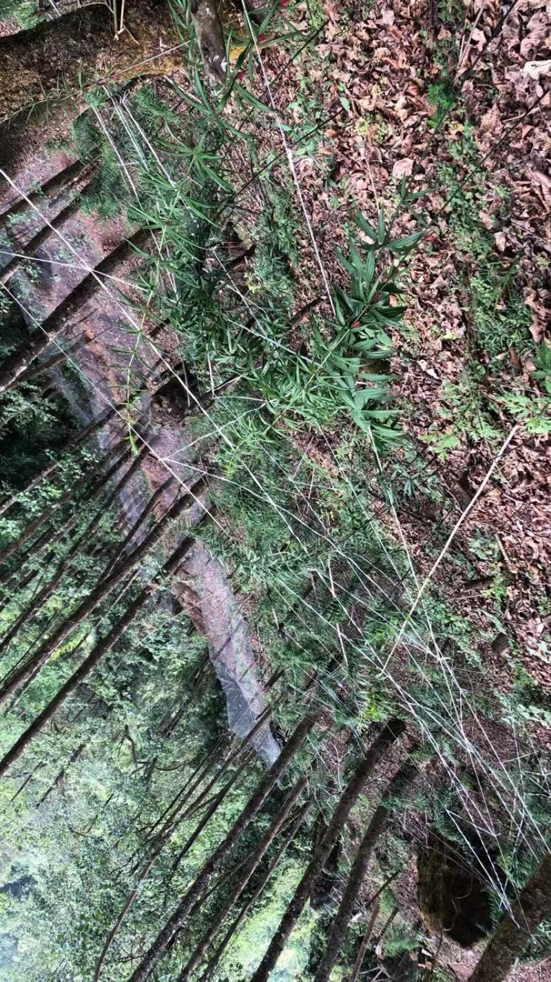云南滇黄精种子