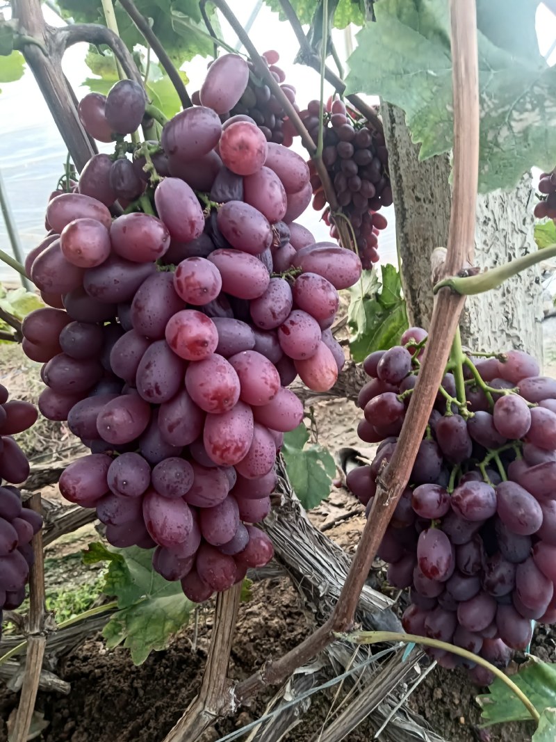 克伦生葡萄大量上市一手货源基地批发大量供应