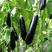茄子种子绿霸王茄子种子丰产性好适应广油亮黑紫长茄子种子