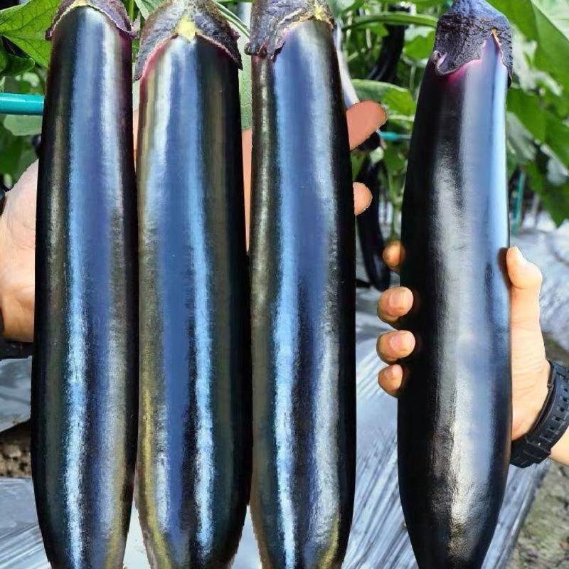 茄子种子绿霸王茄子种子丰产性好适应广油亮黑紫长茄子种子