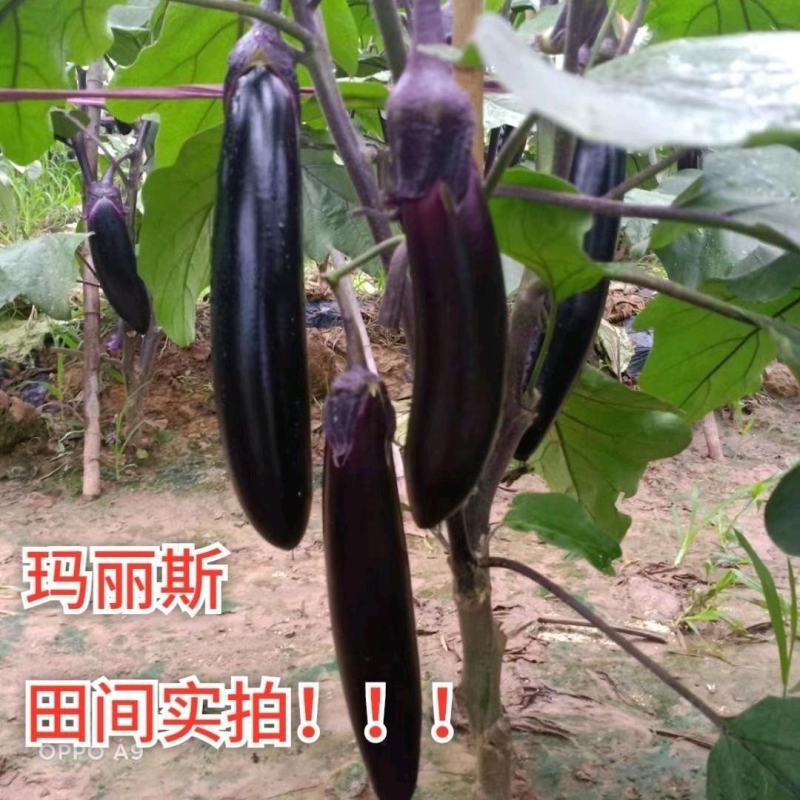 茄子种子紫黑长茄子种子绿把长茄果实长棒形紫黑色且光亮茄子
