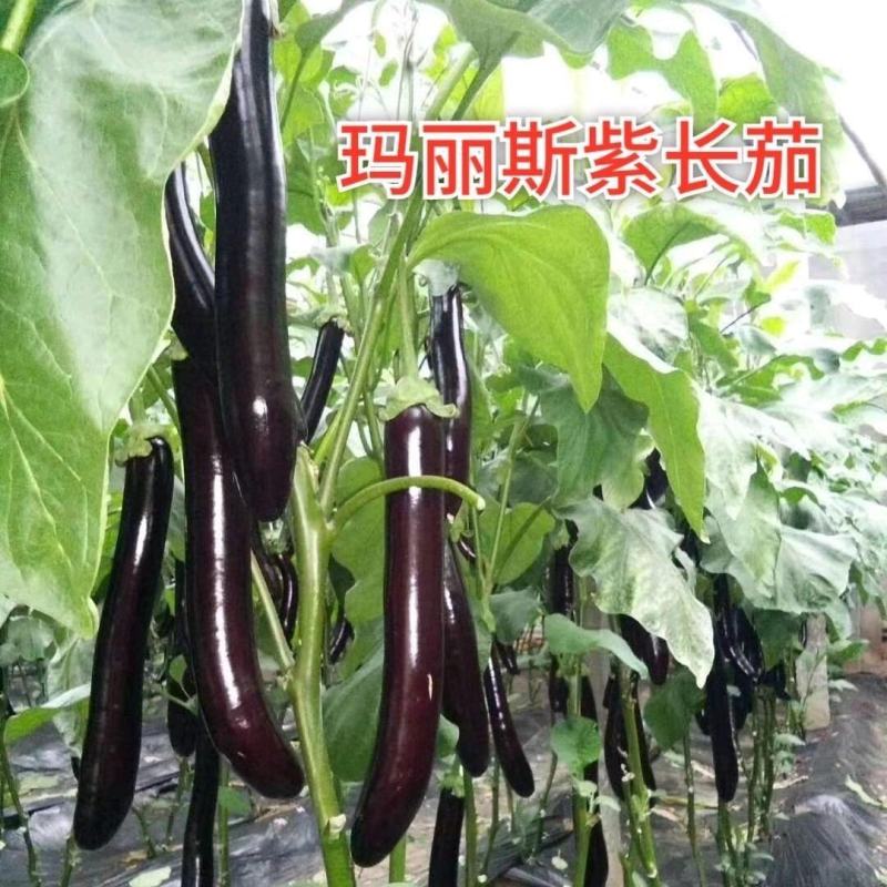 茄子种子紫黑长茄子种子绿把长茄果实长棒形紫黑色且光亮茄子