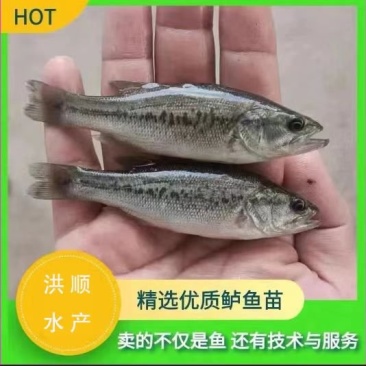 优质加州鲈鱼苗提供养殖技术售后服务跟踪全国发货送货