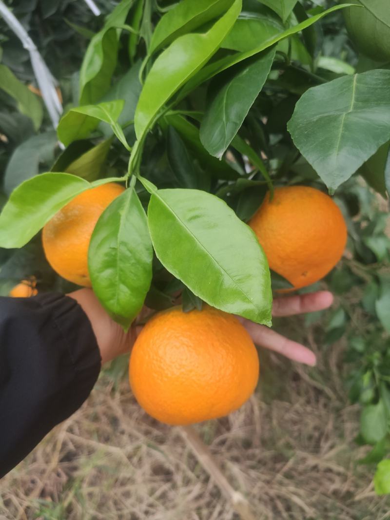 四川夏橙，味道好，水份足，大量上市支持整车代发