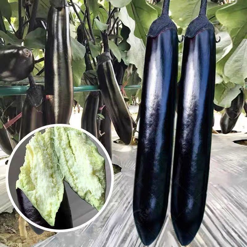 美味墨龙长茄子种子一代杂交烧烤茄种籽菜园春季蔬菜茄子种籽