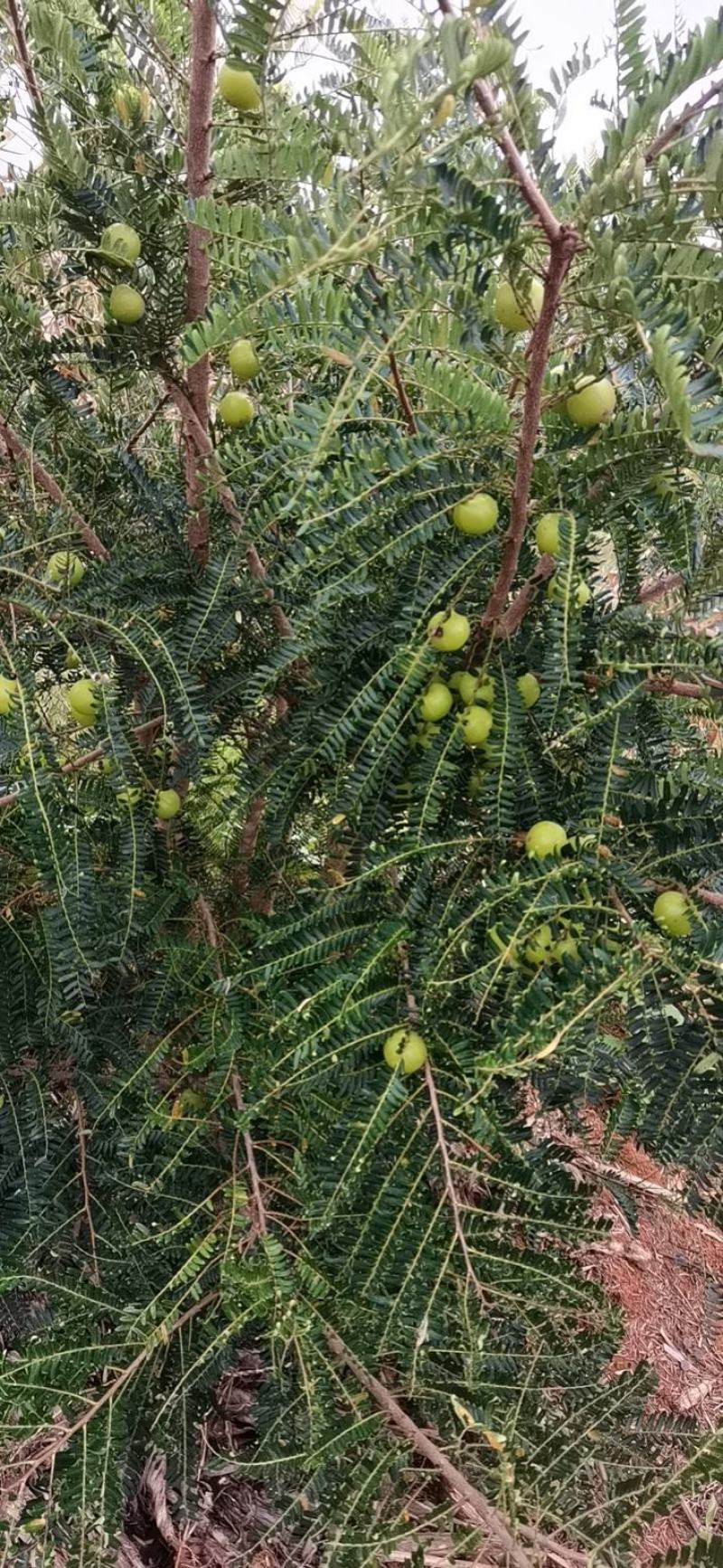 多汁核小