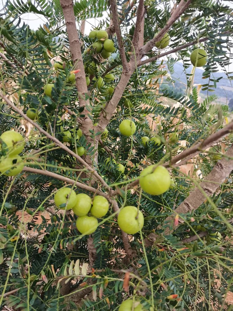 多汁核小