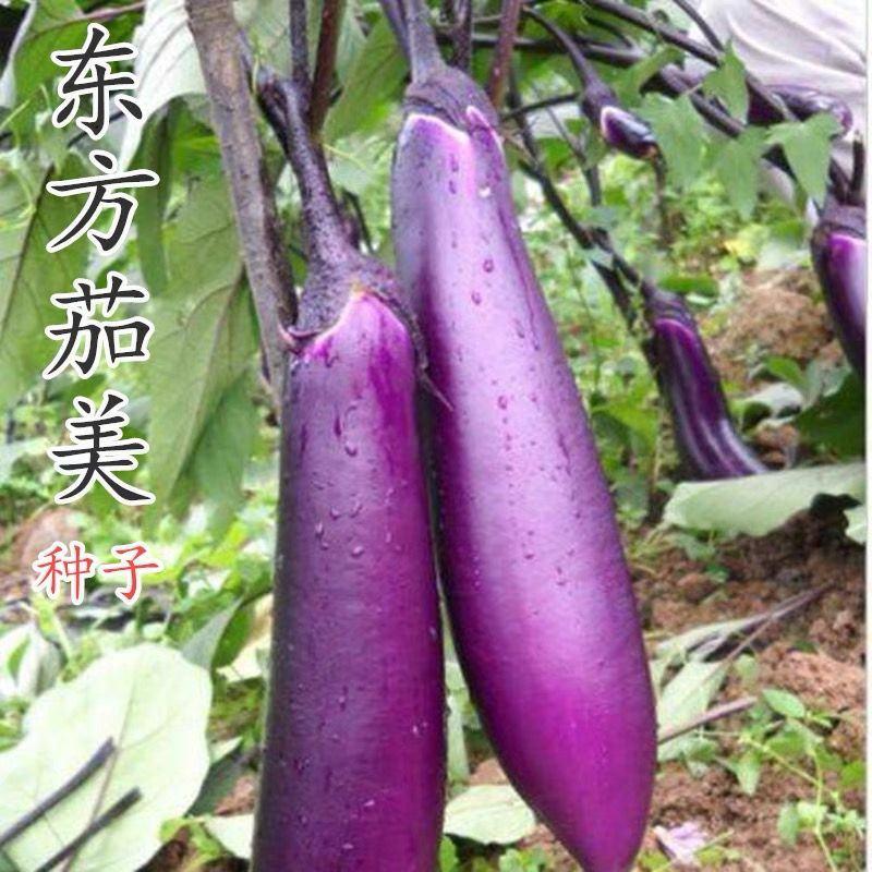 紫红长茄种籽东方茄美紫茄种子抗病春秋季四季高产茄子种子
