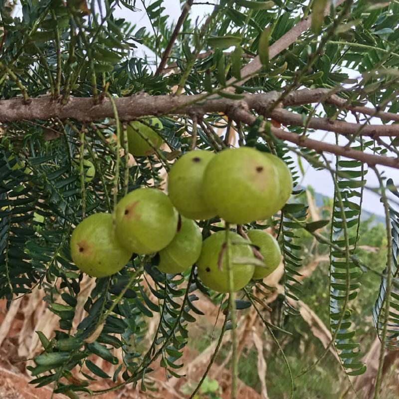 多汁核小