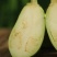 大青茄种子翠冠色泽绿油早熟高产肉质细嫩杂交一代青茄种子