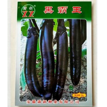 黑霸王茄子种子紫黑长茄中熟紫黑皮长茄种子中熟耐热耐湿高产