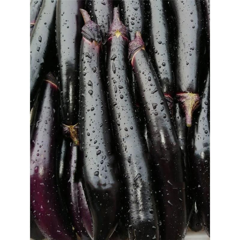 黑霸王茄子种子紫黑长茄中熟紫黑皮长茄种子中熟耐热耐湿高产
