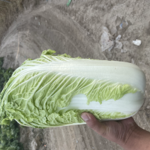 北京3号大白菜