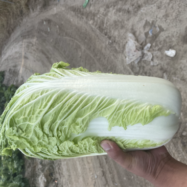 北京3号大白菜