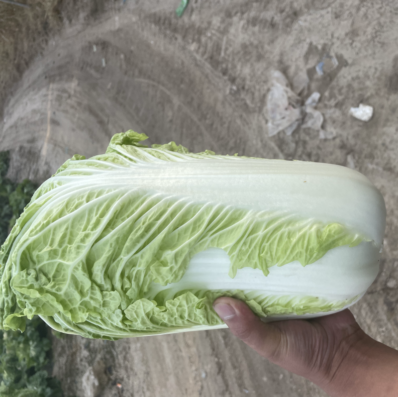北京3号大白菜