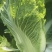 北京3号大白菜