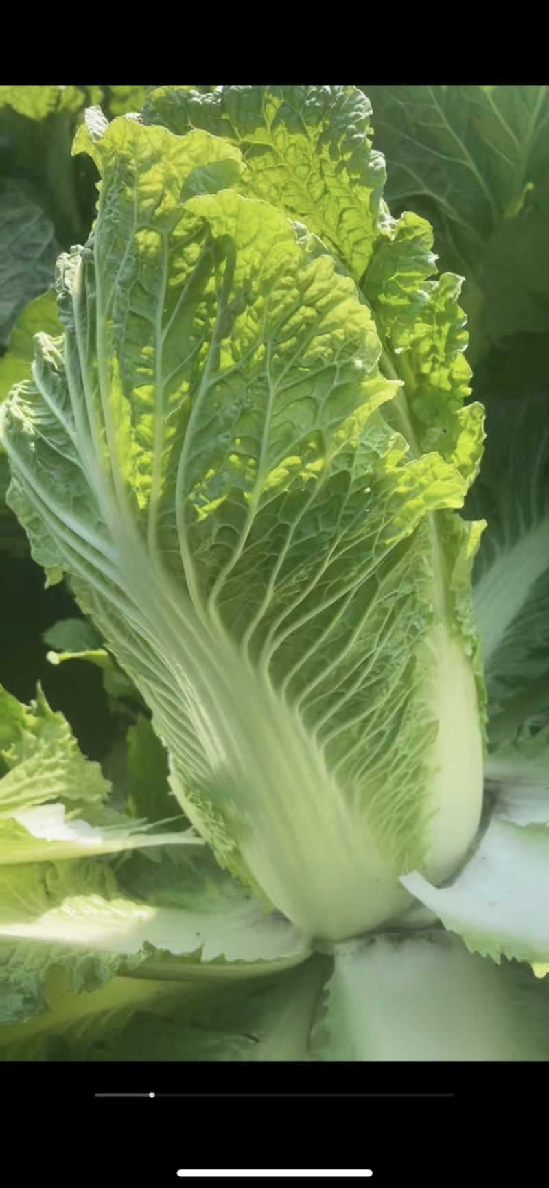 北京3号大白菜