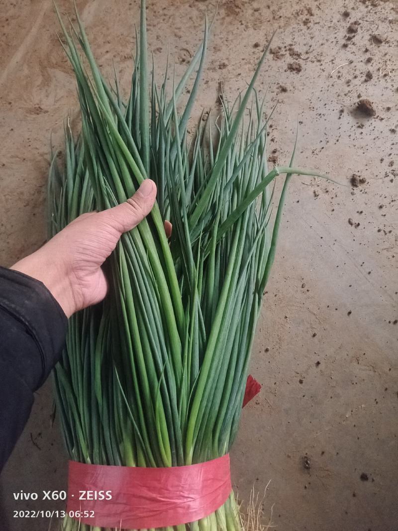 香葱大量上货中，质量优，支持视频看货，做账期，保售后