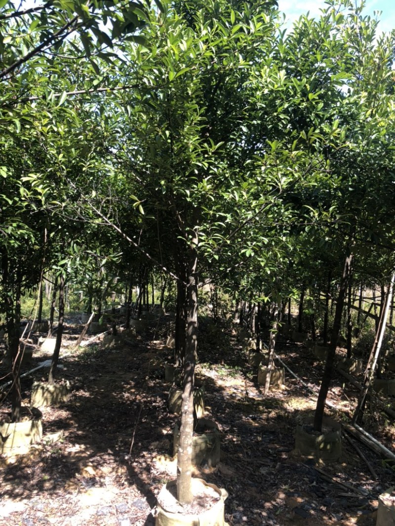 山竹苗岭南山竹苗南方黄金山竹苗绿化树嫁接苗