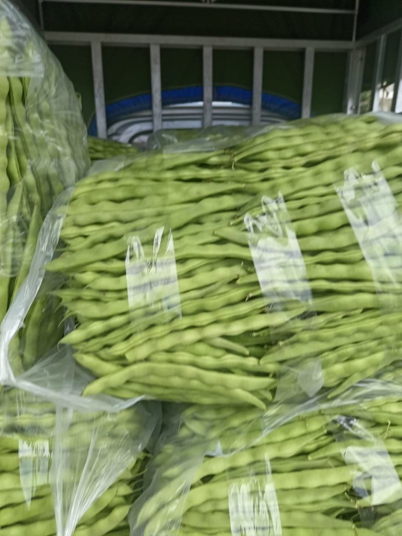 精品大青豆