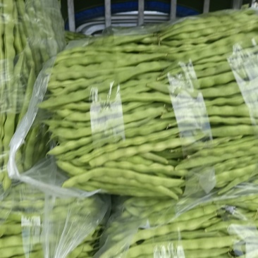 精品大青豆