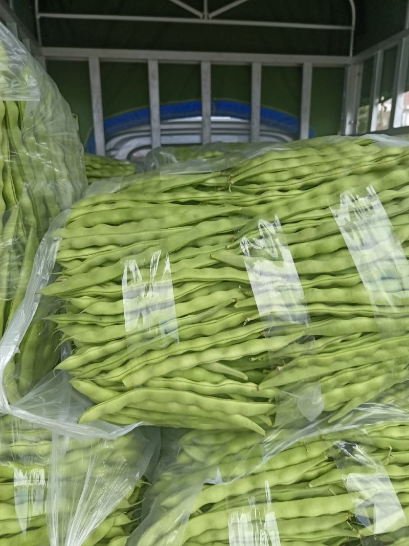 精品大青豆