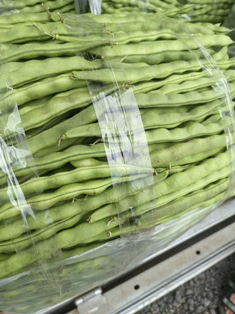 精品大青豆