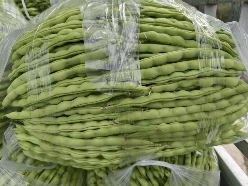 精品大青豆