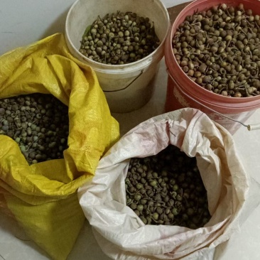 木荷树鲜果，木荷树种子，一手货源，量大