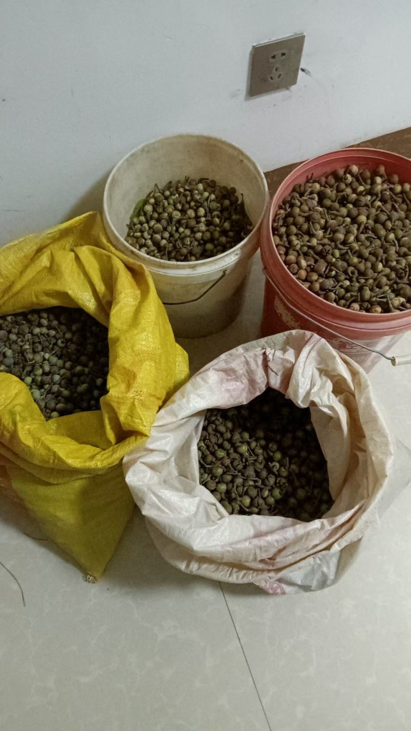 木荷树鲜果，木荷树种子，一手货源，量大