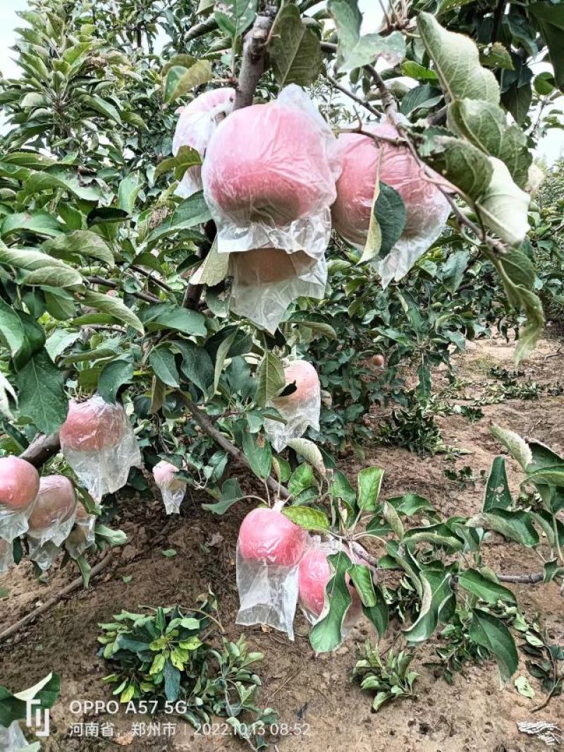 冰糖心红富士苹果大量现货，自家一手货源，果肉黄肉果行端正