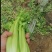 夏邑皇妃芹菜大量上市，产地一手货源，有需要联系