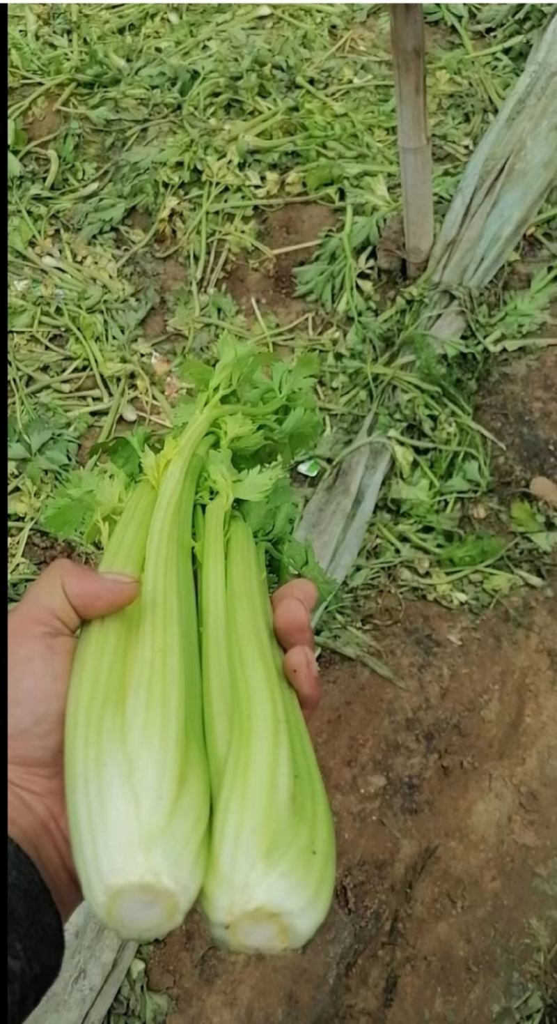 夏邑皇妃芹菜大量上市，产地一手货源，有需要联系