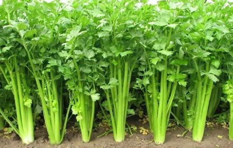 夏邑皇妃芹菜大量上市，产地一手货源，有需要联系