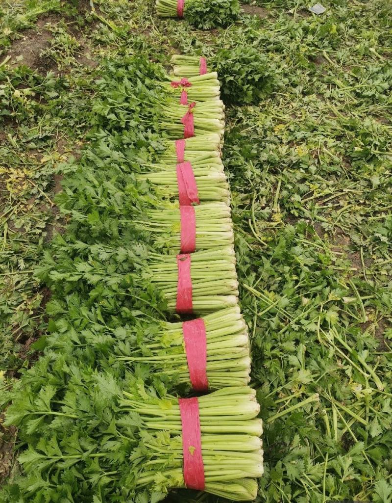 夏邑皇妃芹菜大量上市，产地一手货源，有需要联系