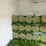夏邑皇妃芹菜大量上市，产地一手货源，有需要联系