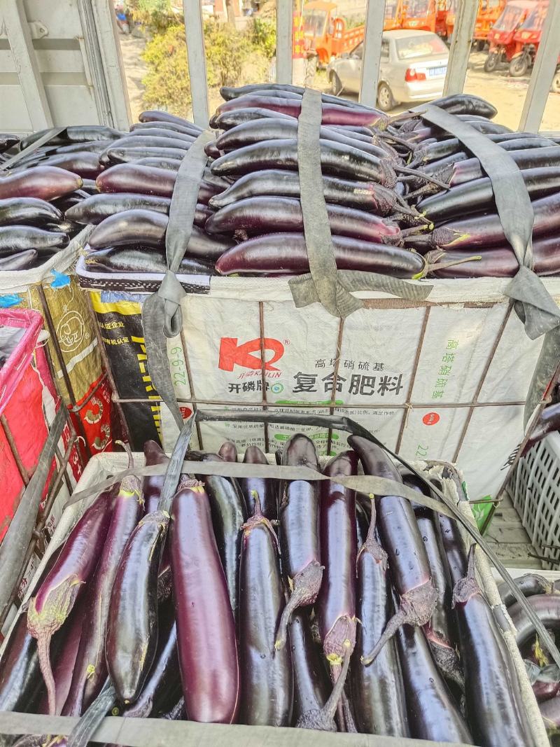精品茄子
