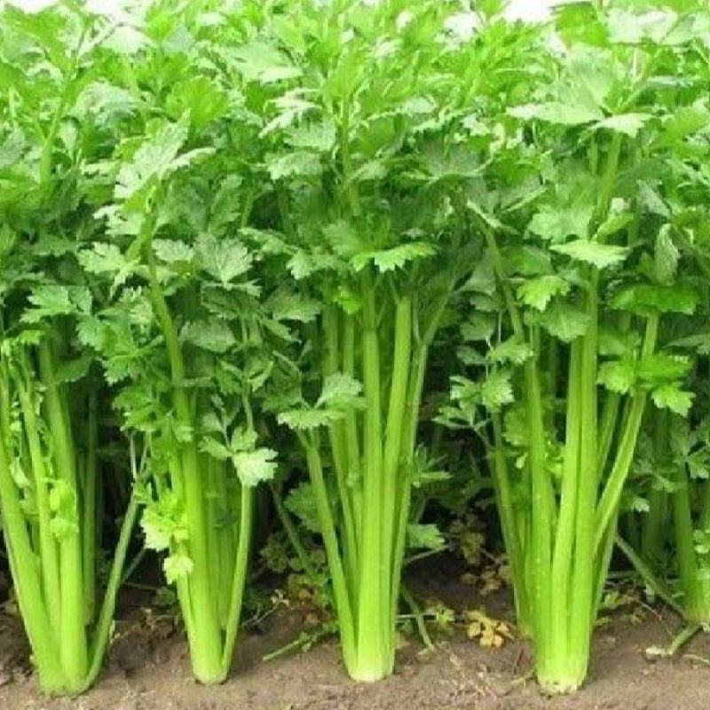 夏邑皇妃芹菜大量上市，产地一手货源，有需要联系