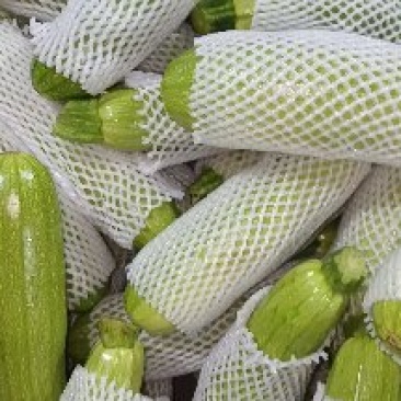 精品绿皮西葫芦现货现在收购价便宜，量大从优货源充足