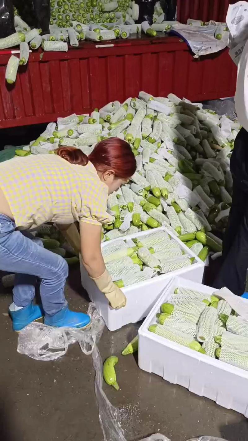 精品绿皮西葫芦现货现在收购价便宜，量大从优货源充足