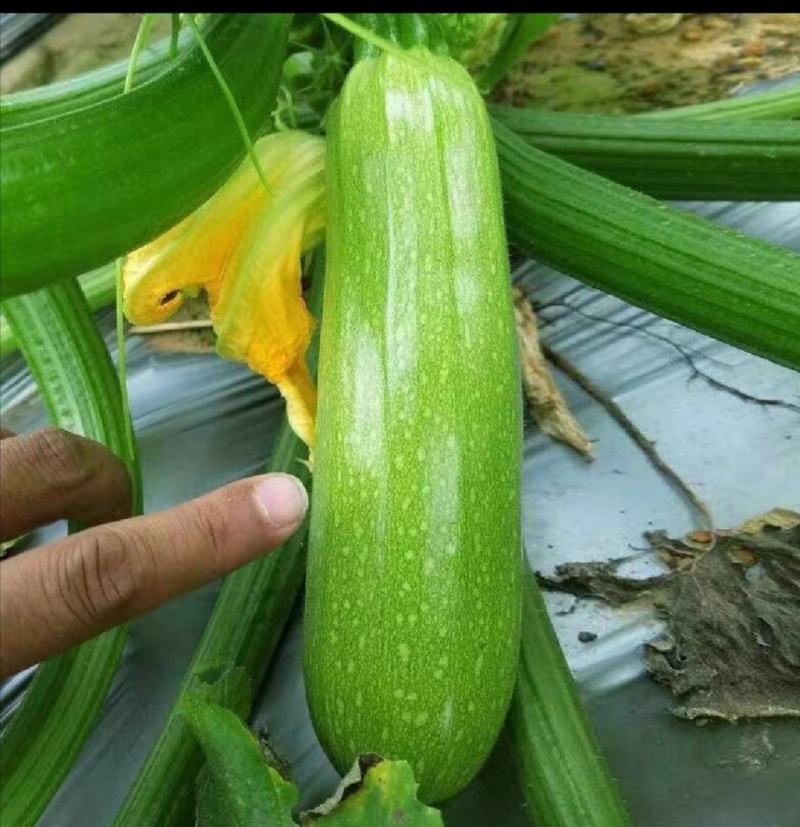 精品绿皮西葫芦现货现在收购价便宜，量大从优货源充足