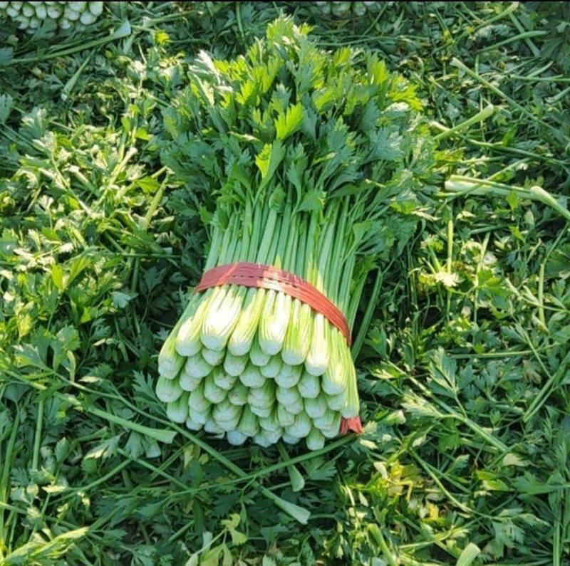 夏邑西芹大量上市，各种规格，商超直供，欢迎新老顾客前来订
