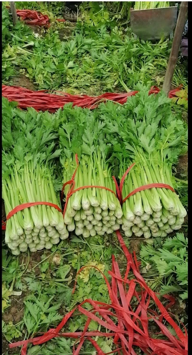 夏邑西芹大量上市，各种规格，商超直供，欢迎新老顾客前来订